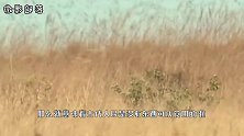 中国古代常见蝗灾，为何现在没了？难道蝗虫都被吃货撸了？