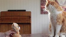 别拿布偶小猫来了，看我们小猫咪的样子，都无动于衷呢！