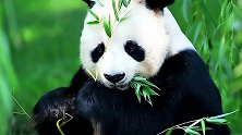 大熊猫力大无穷，堪称食物链顶端生物，为什么会选择吃竹子？