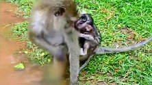 猴妈太狠心了，把小猴扔水里全身湿哒哒的，也不怕它着凉