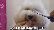 宠物美容师教你修剪泰迪犬八字头，再也不是一看就会，一剪就废！