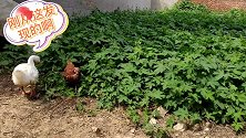 2只鹅和鸡抢菜叶，一只霸道另一只绅士又聪明，两活宝太好玩了