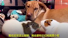 当家里的狗子和豚鼠待久了会怎样？这日常也太蠢萌了吧