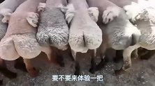 爆笑：瞧我家羊这有弹性的肉肉，手感棒味道更绝啊