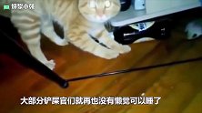 猫咪守在窗口等女主人，主人回家，猫咪气到破口大骂