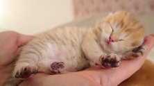 呼呼大睡的小奶猫，真想上手捏一捏