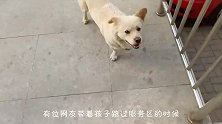 流浪狗们都饥肠辘辘，好心人扔了面包后，它们的举动令人敬佩！