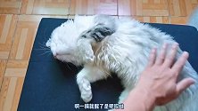 贪睡的小猫遇到激光笔，不但睡意全无，而且玩的不知疲惫！