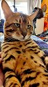小猫咪又有什么烦恼呢？ 孟加拉豹猫 喵星人