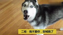 二哈在主人面前说想妈妈了，表情让人心疼