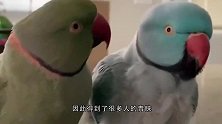 病妇向生活二十五年的鹦鹉告别，鹦鹉的回应让人泪目，太感人了