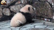 熊猫彩浜眼巴巴地等在门口：萌已卖完，能下班了吗？奶爸：不行！