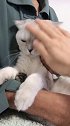 猫都是尊老爱幼，中间的随便揍！