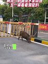 江苏镇江：野猪闯入小区，被卡住了