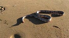 澳大利亚：男子在海滩发现一条无头蛇，身体仍然能蠕动