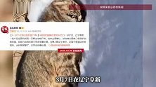 辽宁一农户庄园出现豹纹动物，躺在雪地中已死亡，当事人回应