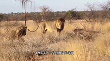 宽威雄狮：驱赶三个儿子，外出流浪，汇合盟友巡逻，威武霸气