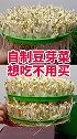 我来教你自制豆芽菜吧，看完视频的你学会了吗？快去试试吧