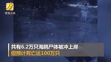 100万海鸟或因海水变暖死亡 12个栖息地繁殖为0