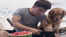 妞爸自己大口大口的吃西瓜，给妞妞一个小的，太“欺负”狗了！