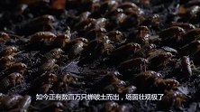 美国有一物种泛滥成灾，能在地下存活17年，甚至比蝗灾还可怕