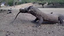 科莫多巨蜥有多恐怖？捕食野牛只需咬一小口，捕杀猴子6口吞下肚