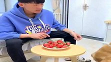 这二哈真是个吃货，主人给它吃草莓，它把盆都叼来了