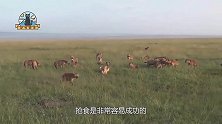 鬣狗被野狗群围住，没想到下场会是这样，镜头拍下全过程