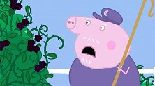小猪佩奇：猪妈妈摘黑莓，从梯子上摔倒了，结果变成了黑莓树！