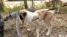 面对如此庞大的中亚牧羊犬，狼青一点也不害怕，它们玩得挺好