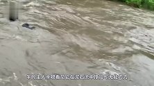 泥石流突然袭来，一头牛本以为没救了，下一秒神奇一幕出现了！