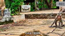 猴子在族群里不受待见，每天都被其它猴子欺负，反抗也没用