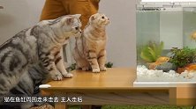 猫与鱼能和平相处吗？鱼就在面前 猫却一脸懵