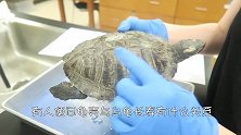 龟壳和乌龟长寿有何关系？科学家切开研究，原来龟壳并不简单