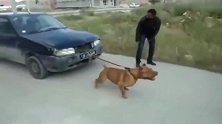 美国比特犬的负重能力太变态了，能给拉动一辆汽车