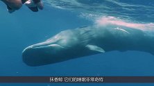 抹香鲸的睡眠仪式感，在水中站着入睡，真的不会往下沉吗？