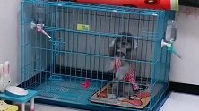 泰迪妞妞守株待兔，抓到了一个贼，妲己猪这下完犊子了
