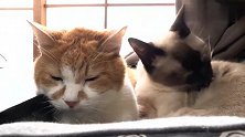 暹罗猫给老橘猫梳毛，梳到一半睡着了，画面十分温馨