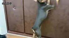主人不带鹿犬去上厕所，鹿犬先斩后奏，看到结局心疼小鹿犬三秒！
