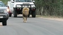 狮王在公路上睡大觉—兄弟悄悄靠近把它吓一跳