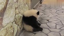 光看熊猫宝宝背影已萌哭，转过身后，才知是个小吃货！好可爱！