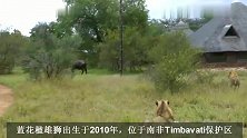 蓝花楹雄狮联盟：四兄弟捕牛技术出色，但却死于有偿狩猎