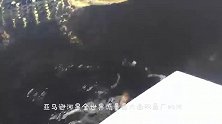 亚马逊河流发现巨型生物，鳞片比金属还坚硬，食人鱼也无可奈何
