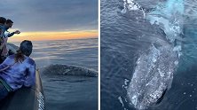 在船边翻滚跳跃！美海域两条鲸鱼在游船周围“徘徊”长达45分钟