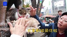 萌哭！日本忠犬八公守护两熟睡猫咪