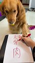 在家和狗子练练书法……萌宠出道计划