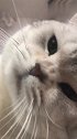 猫：我来看看铲屎的死了没，还有气没！