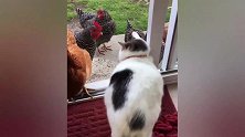 猫：你们这群鸡赶紧躲开，别堵门口耽误本喵出去散步