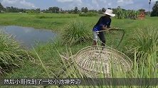 农村牛人打造竹筐陷阱，肥美大鱼不断上当，这鱼能卖多少钱呢？