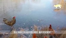 猫咪和鸡在结冰的湖上聚集，刚准备大战一场，下一秒画风突变